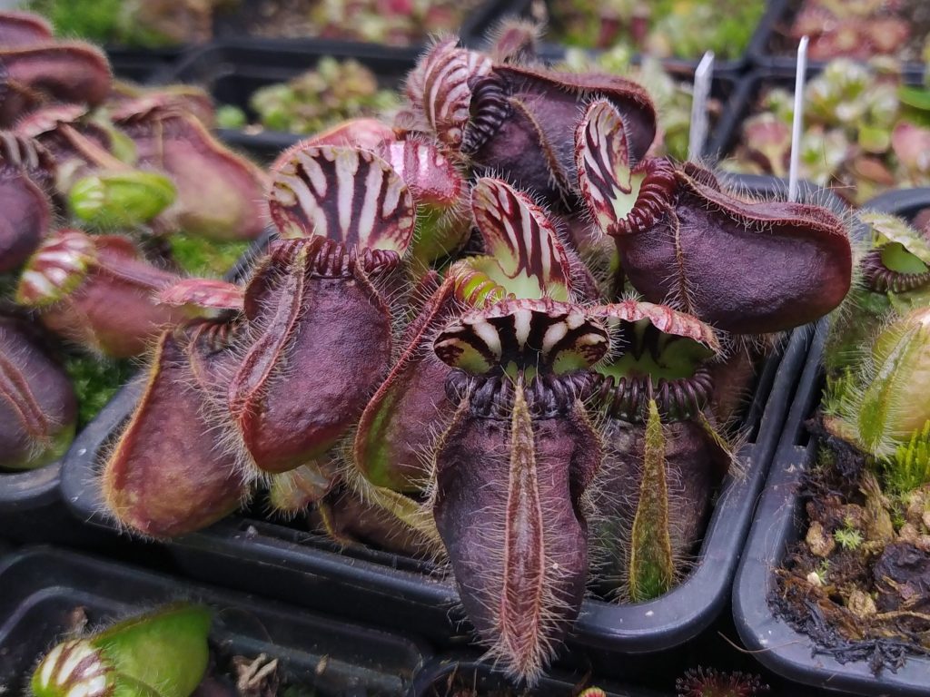 Cephalotus follicularis