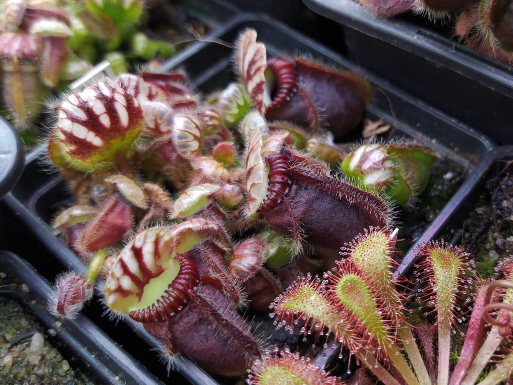 Cephalotus follicularis Big Boy