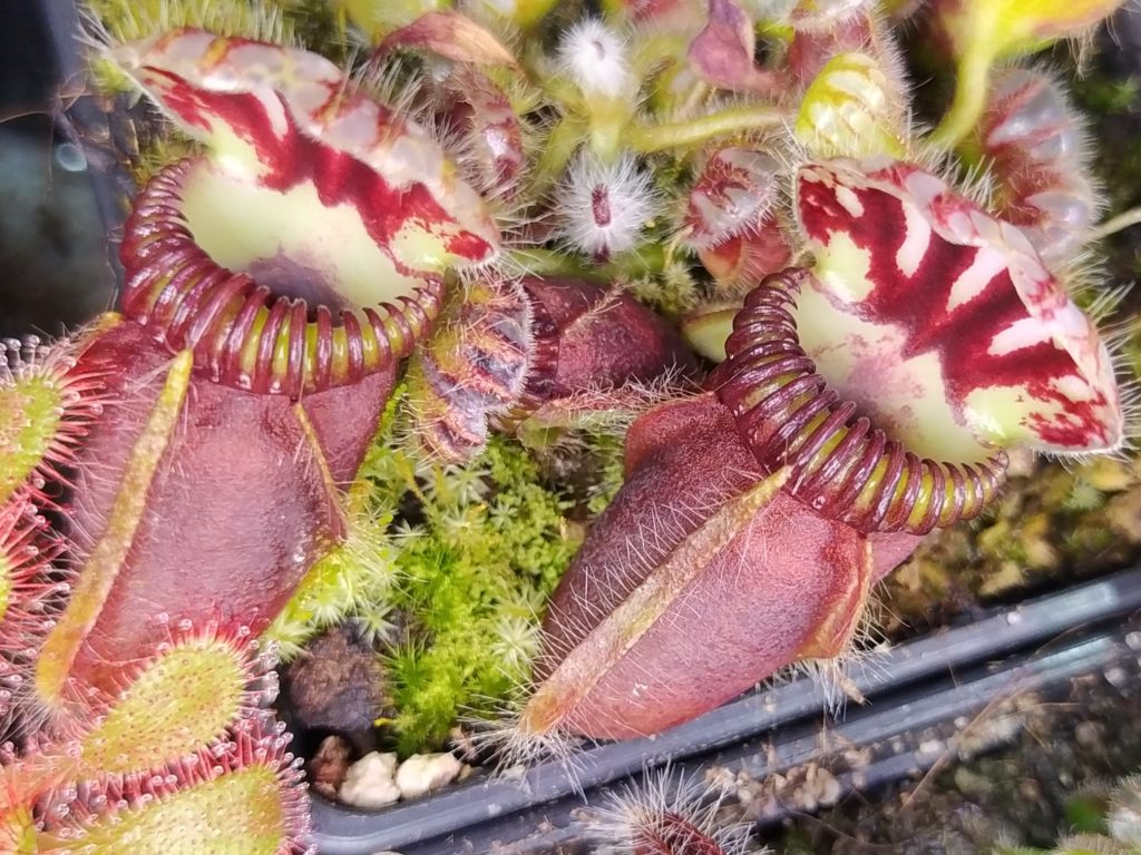Cephalotus follicularis Coal Mine Beach