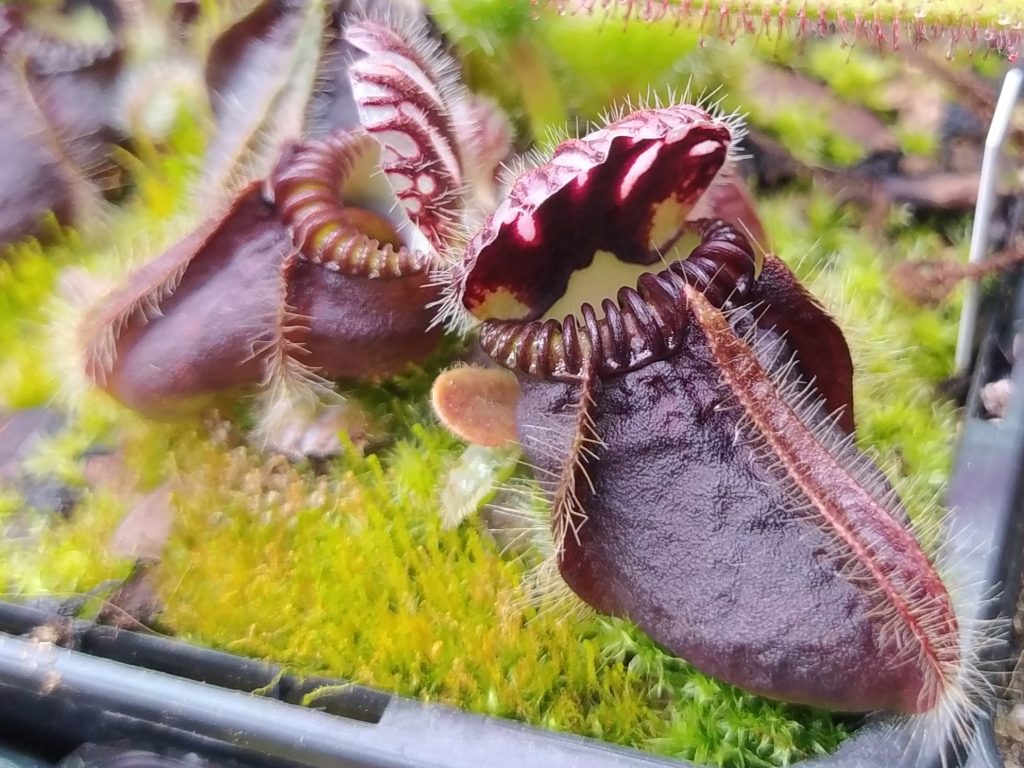 Cephalotus follicularis German Giant