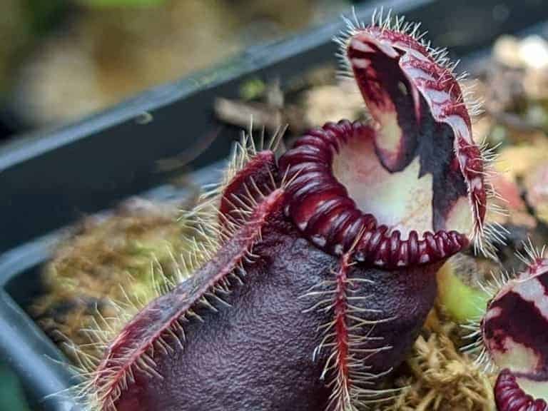 Cephalotus follicularis Thomas Carow