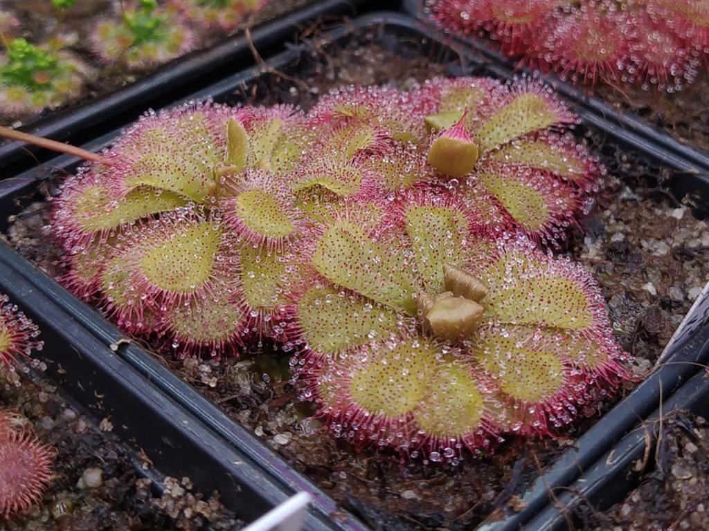 Drosera admirabilis