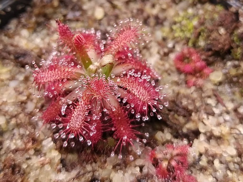 Drosera arenicola
