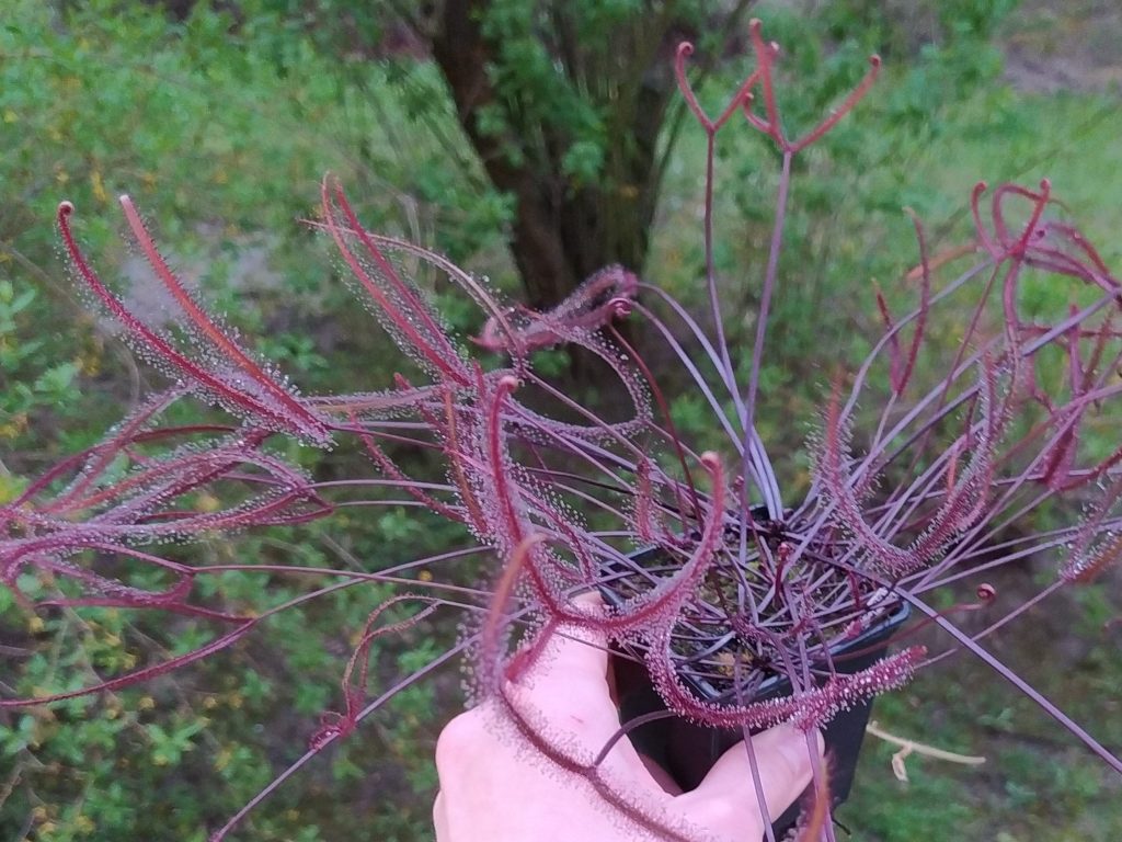 Drosera binata 'Burgundy'