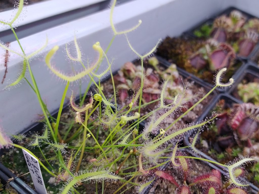 Drosera binata ghost