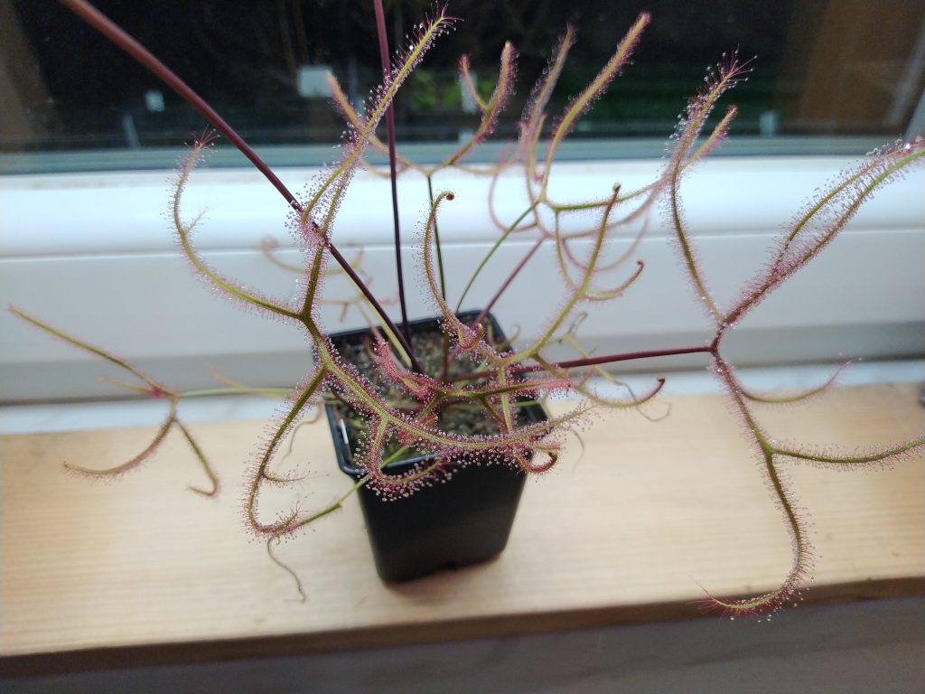 Drosera binata var. multifida f. extrema
