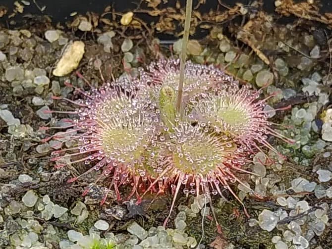 Drosera burmannii