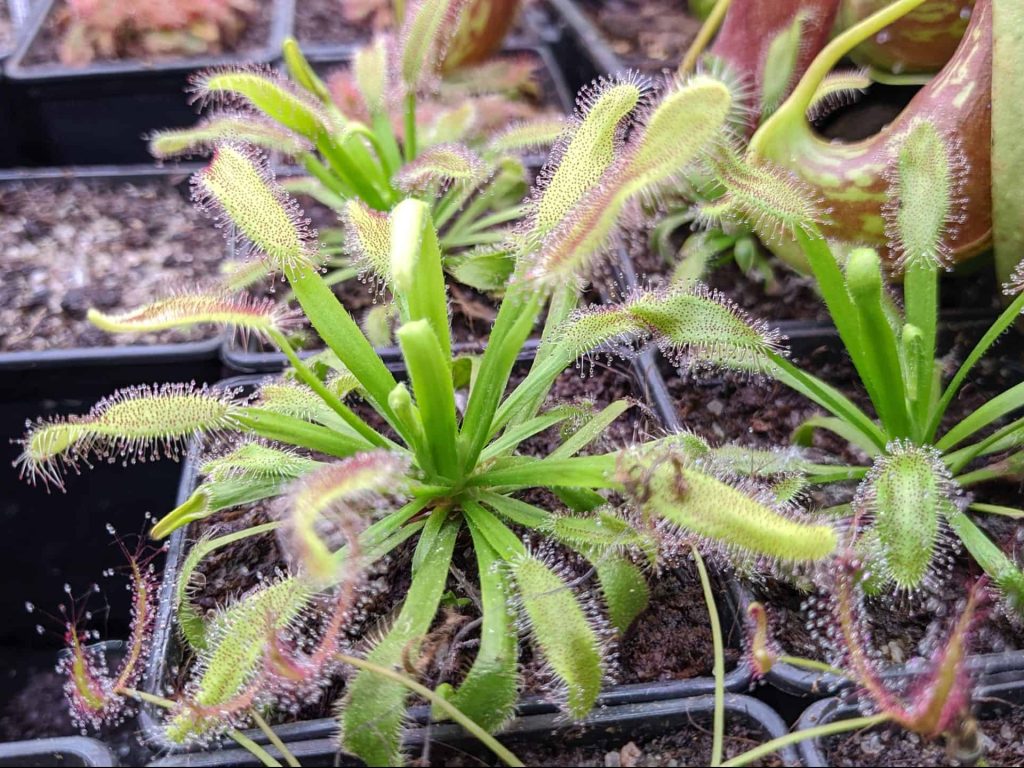 Drosera capensis bainskloof