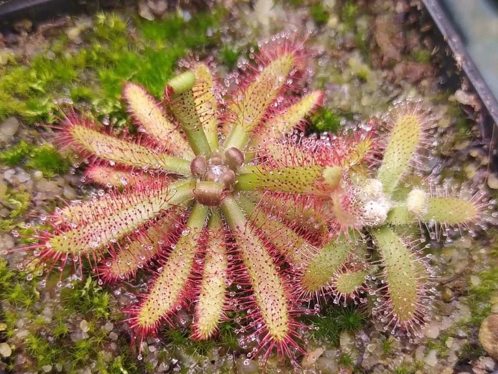 Drosera chimaera