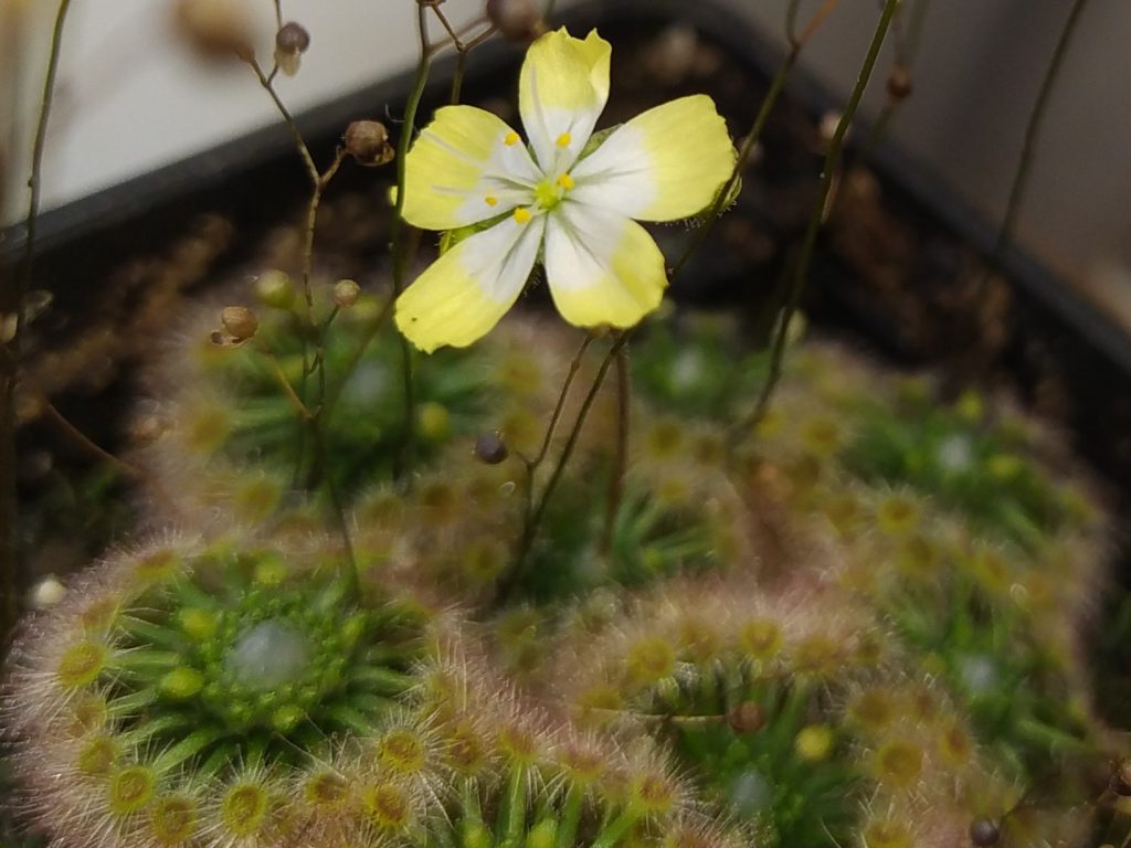Drosera citrina