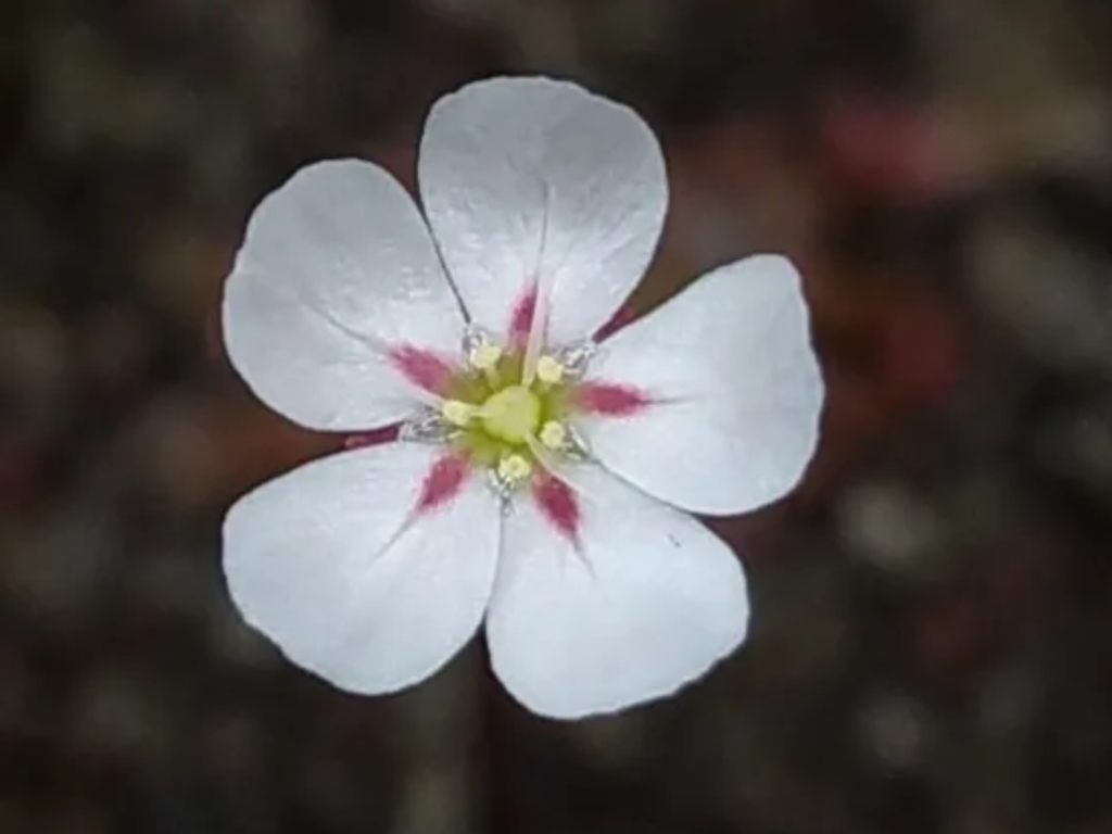 Drosera closterostigma