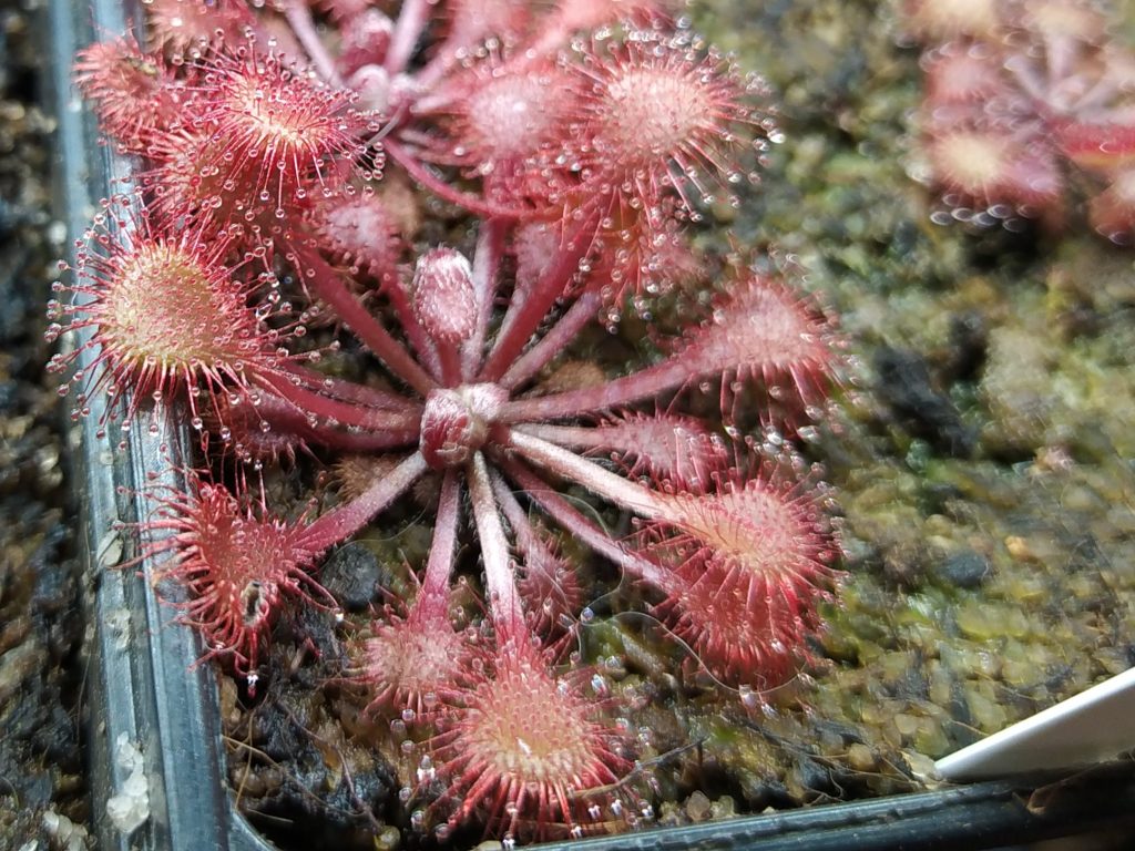 Drosera collinsiae