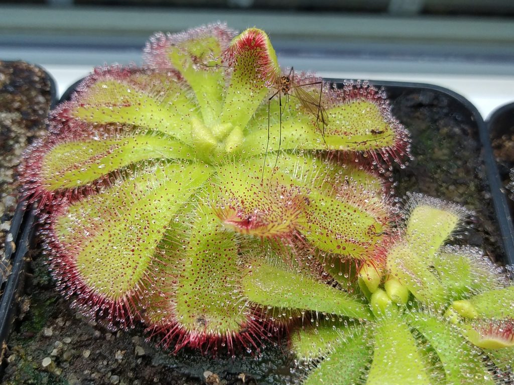 Drosera cuneifolia Silvermine
