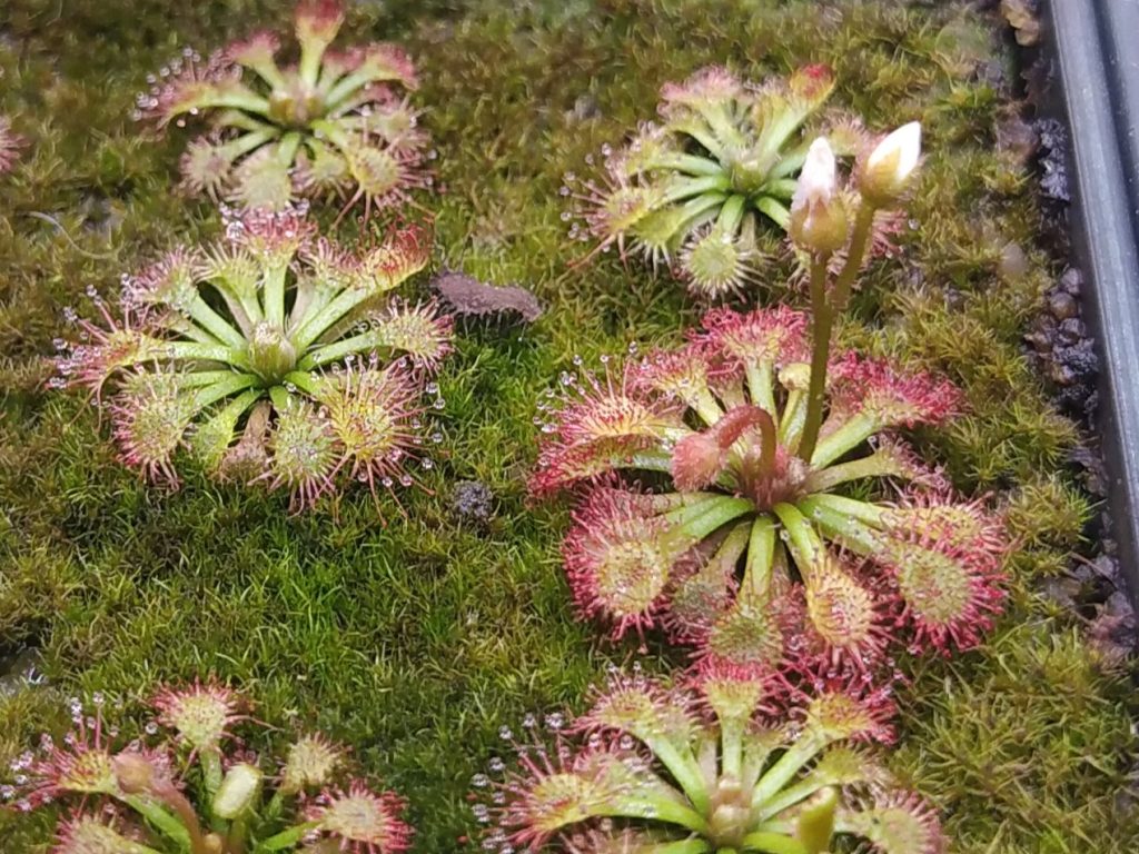 Drosera felix