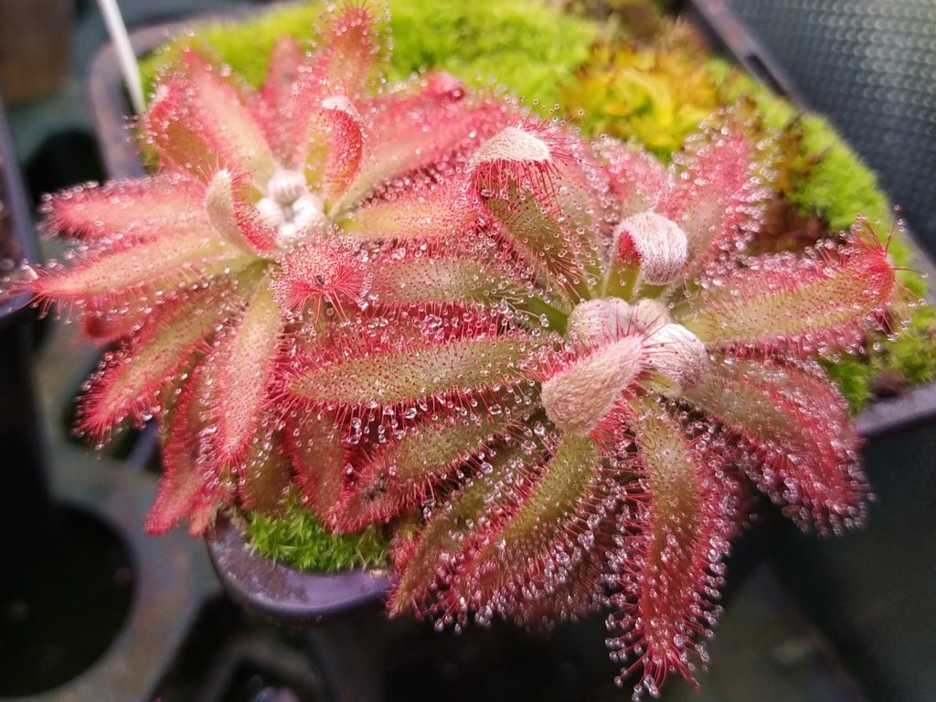 Drosera graomogolensis