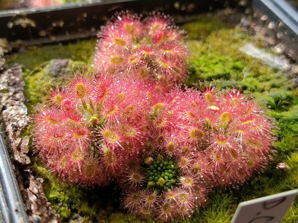 Drosera grievei