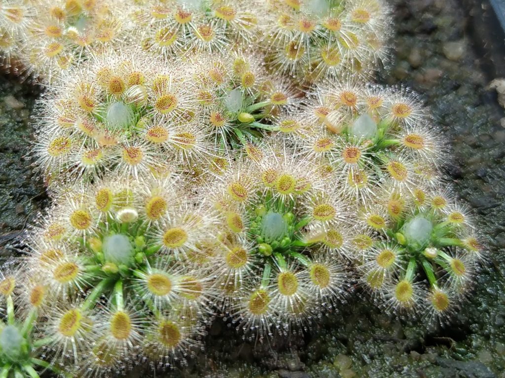 Drosera helodes