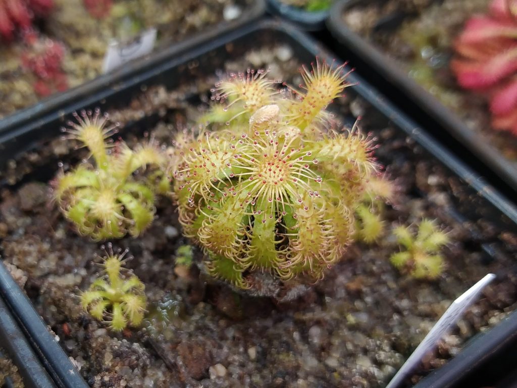 Drosera hirticalyx