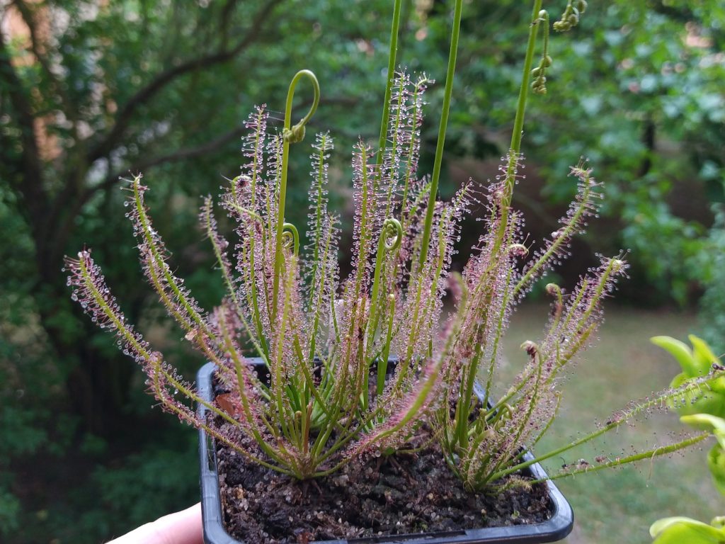 Drosera hybrida
