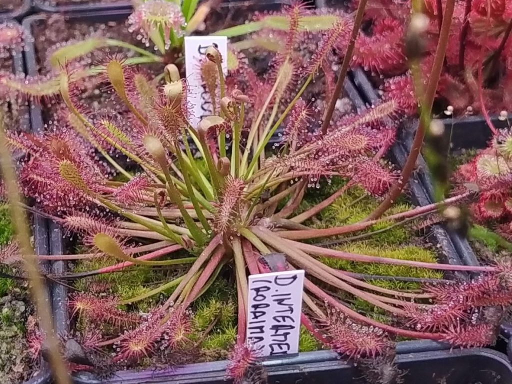 Drosera intermedia