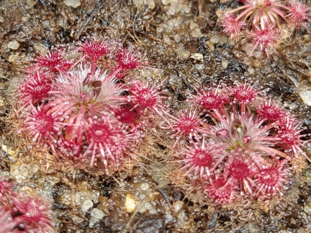 Drosera leucostigma red
