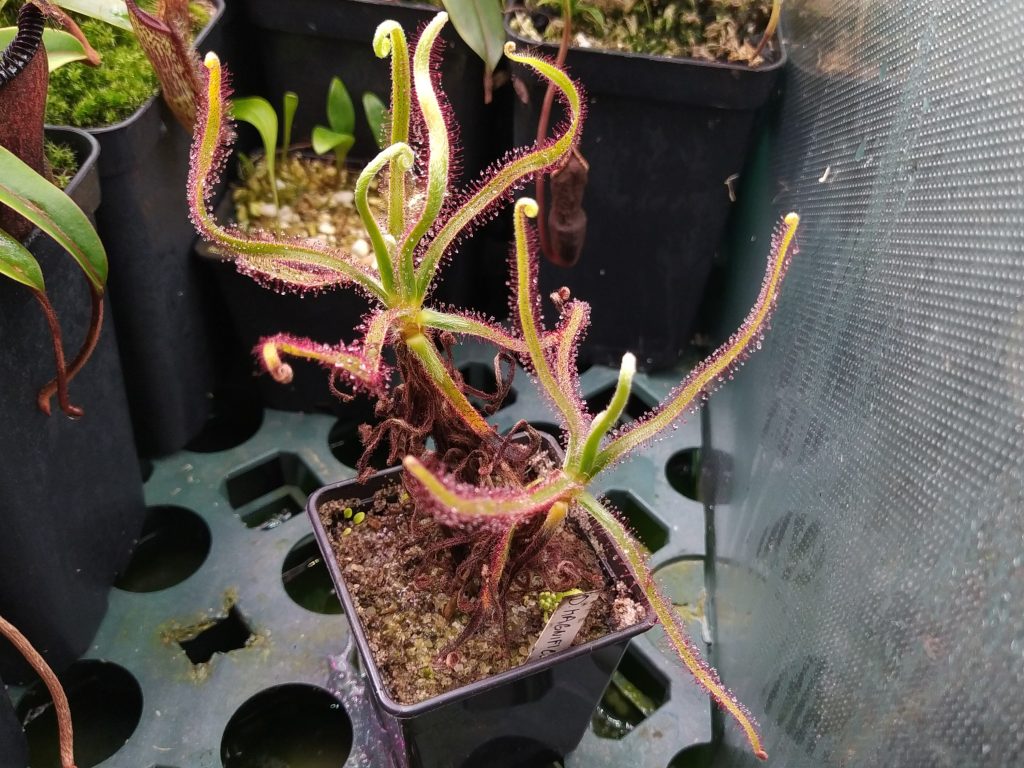 Drosera magnifica