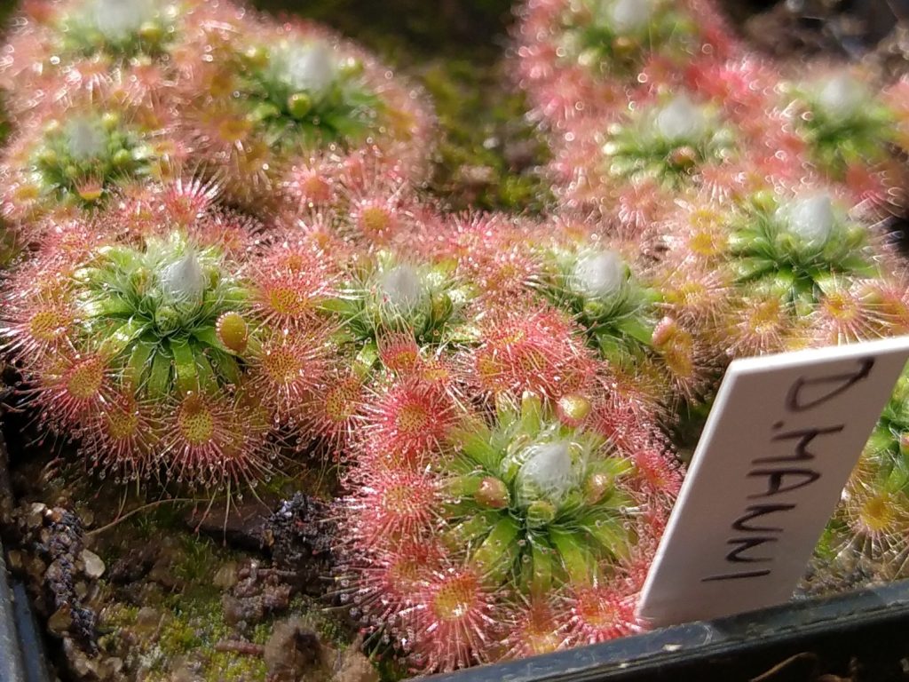 Drosera mannii