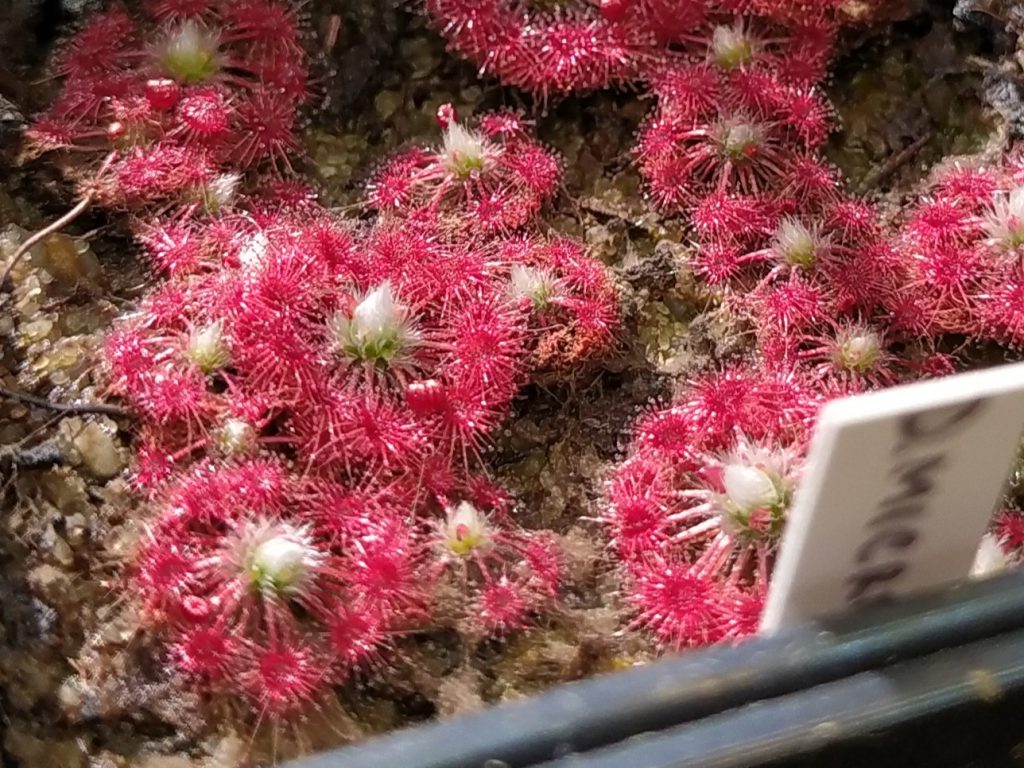Drosera microscapa