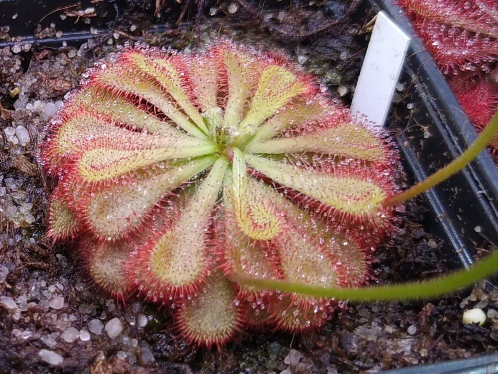 Drosera natalensis