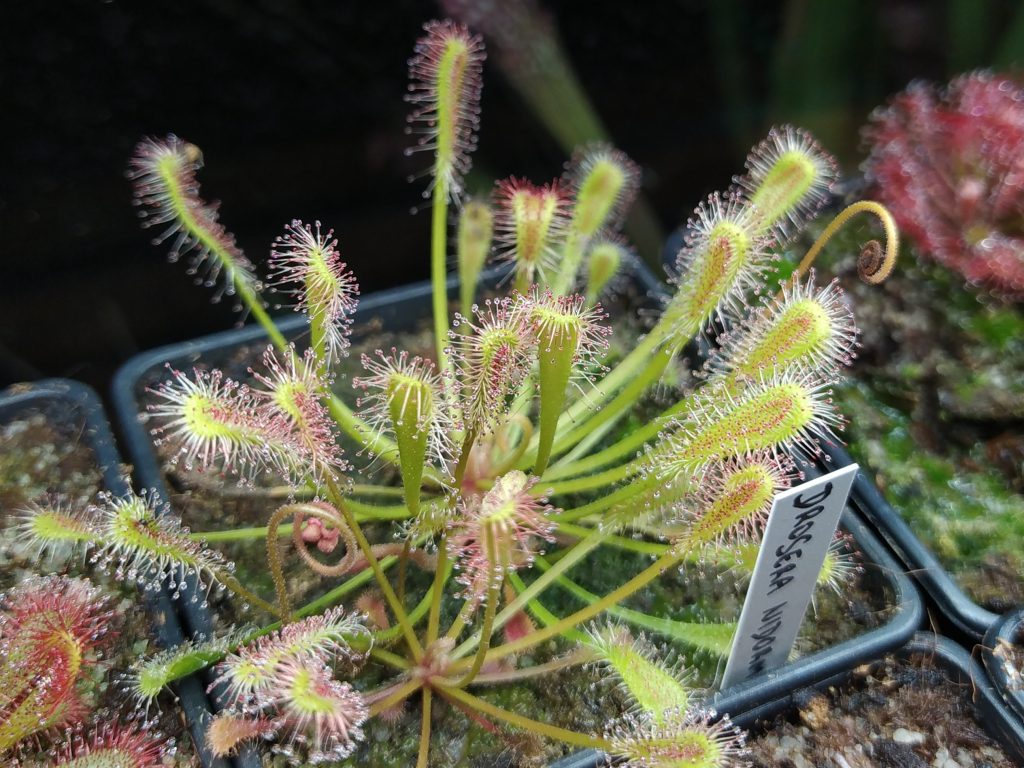 Drosera nidiformis
