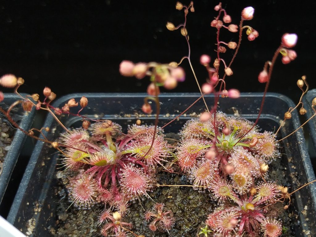 Drosera omissa