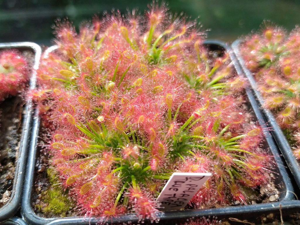 Drosera palacea true type