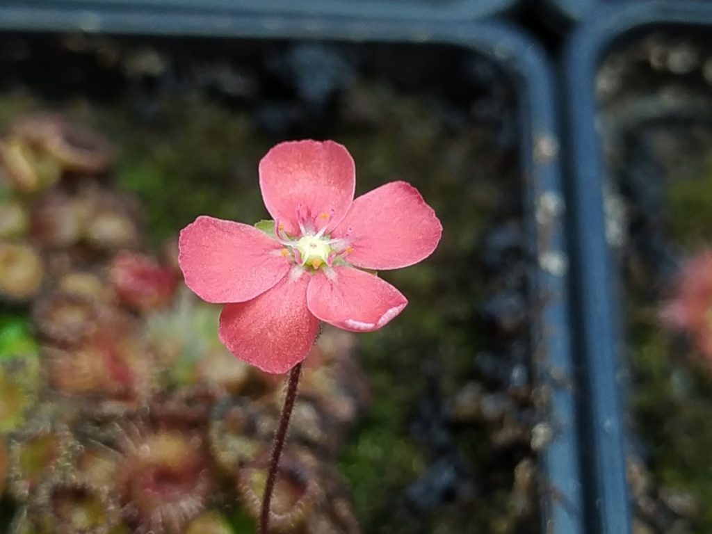 Drosera pulchella 44A