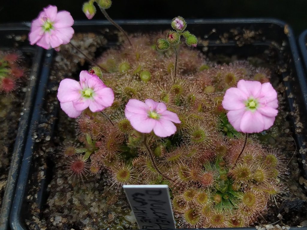 Drosera pulchella Coalmine beach