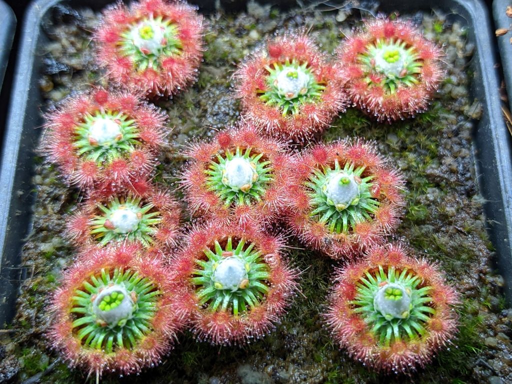 Drosera pycnoblasta