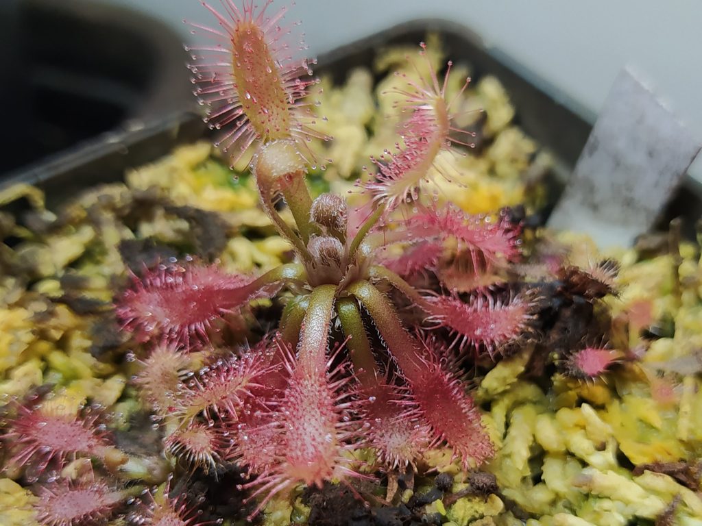 Drosera riparia