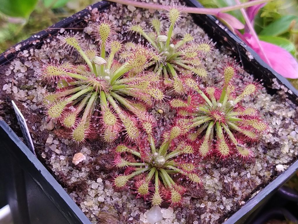 Drosera roraimae