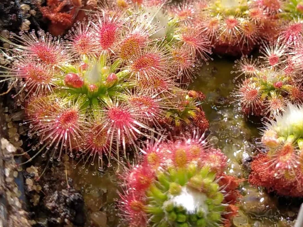 Drosera sewelliae