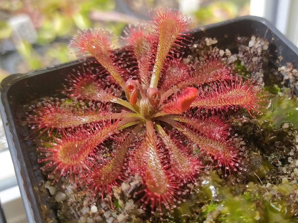 Drosera spatulata var. lovellae