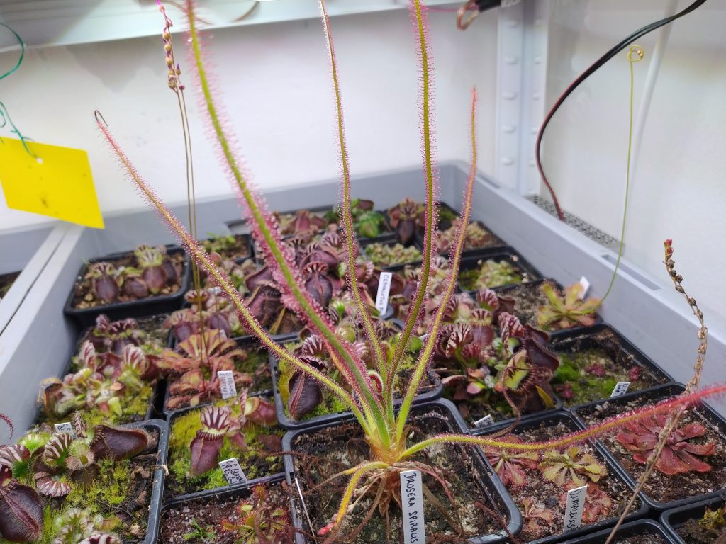 Drosera spiralis