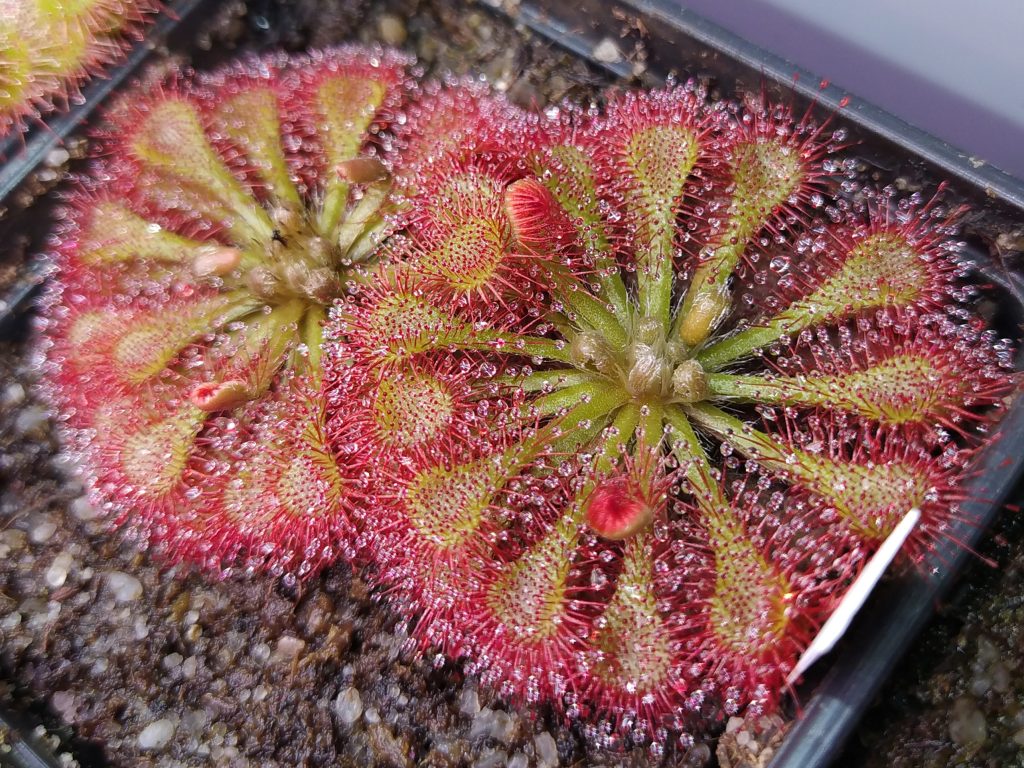 Drosera tokaiensis