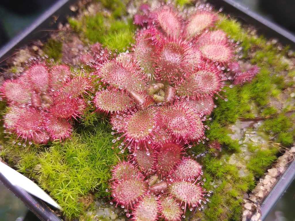 Drosera tomentosa var. glabrata