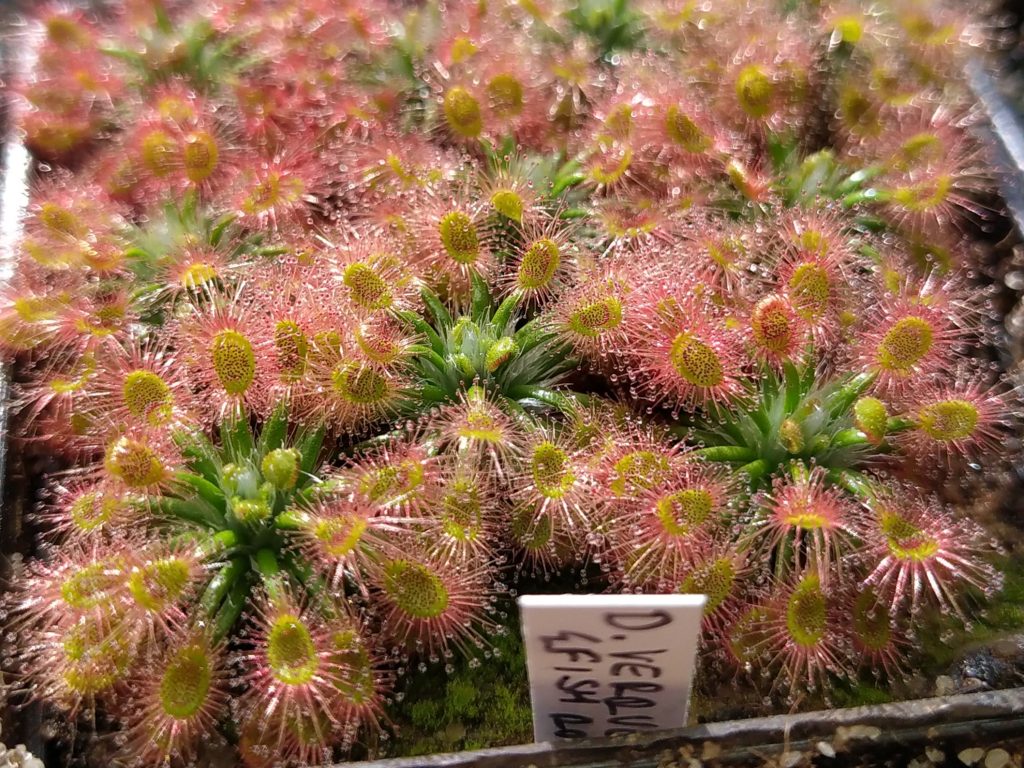 Drosera verruncata