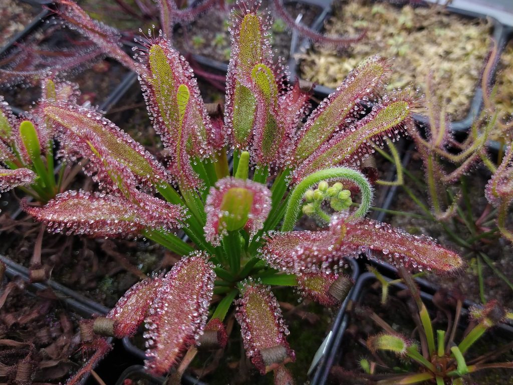 Drosera x Hercules