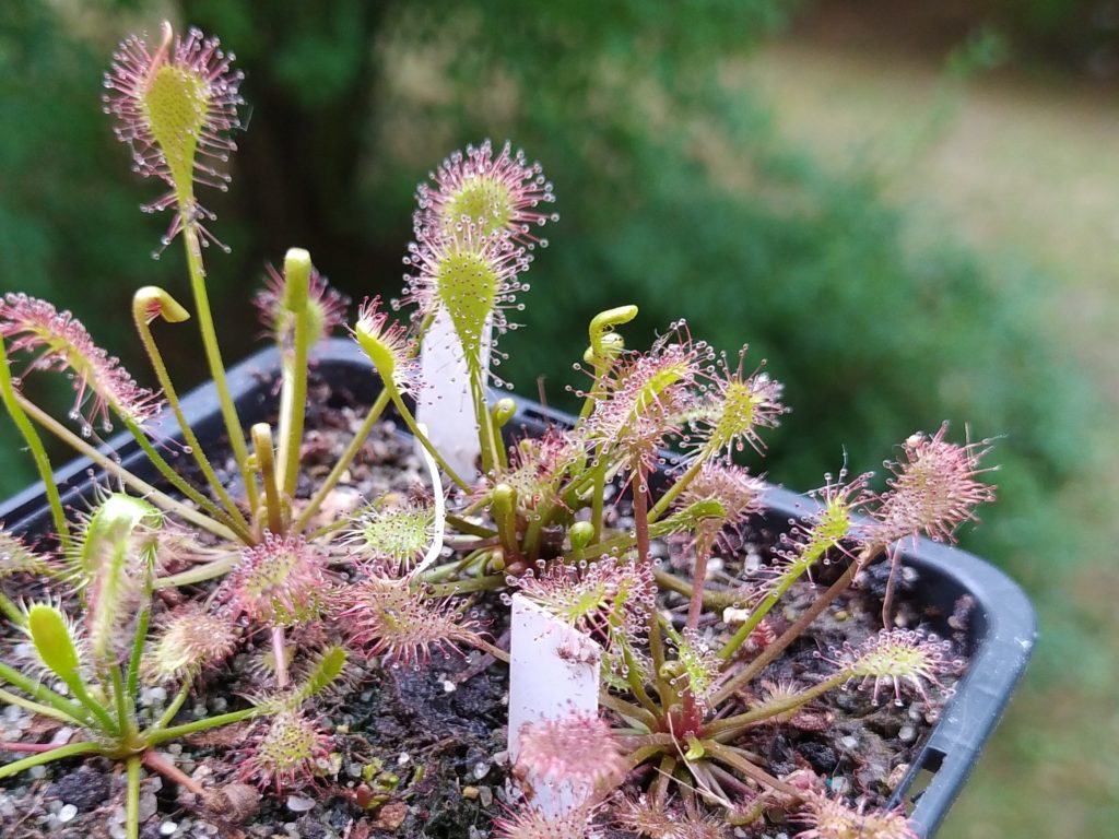 Drosera x eloisiana