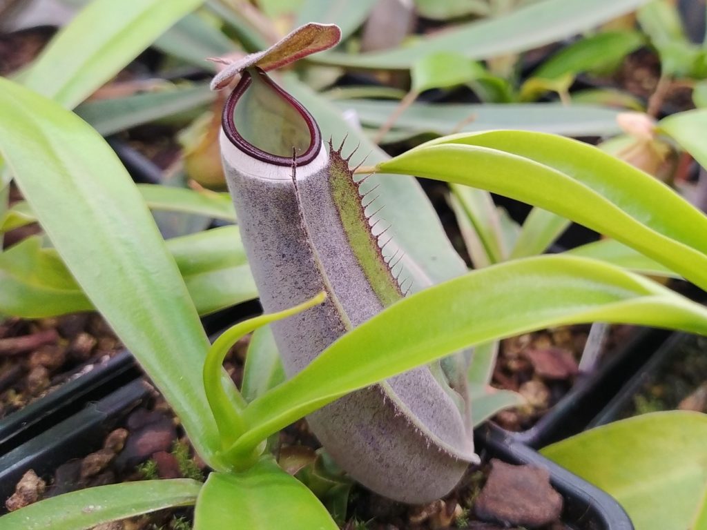 Nepenhtes albomarginata