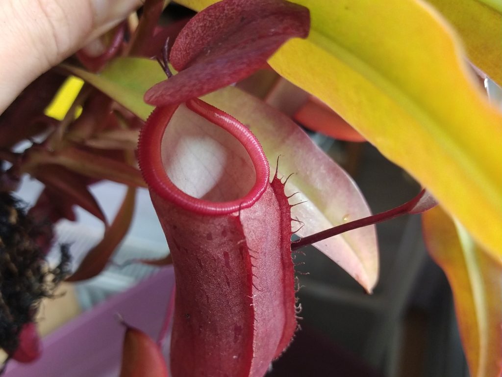 Nepenthes Rebecca soper