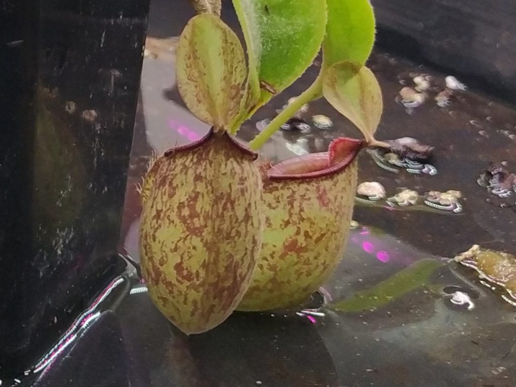 Nepenthes hookeriana