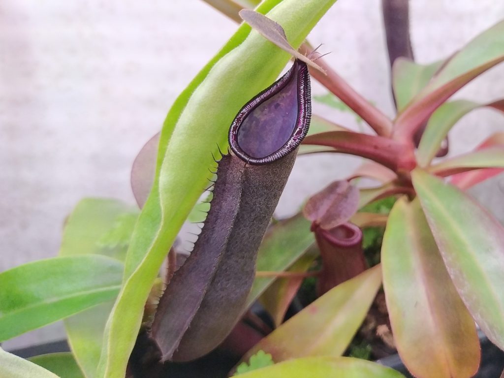 Nepenthes truncata x ramispina