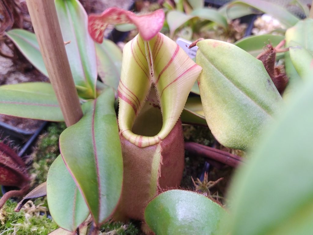 Nepenthes veitchii Bario highland, BE-4033